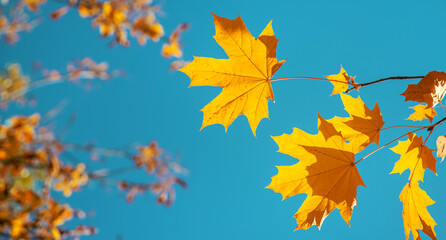 Naklejka na ściany i meble Autumn leaves on a tree. Selective focus.