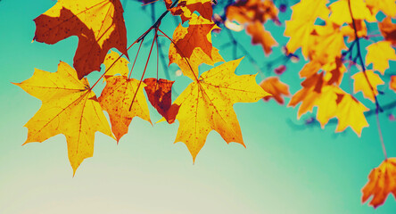 Autumn leaves on a tree. Selective focus.