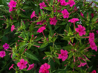 Mirabilis jalapa.Marvel of Peru, Four o'clock flower. Dondiego de noche. Dompedros. Periquito. Dengue. Maravilla del Perú. Clavellina