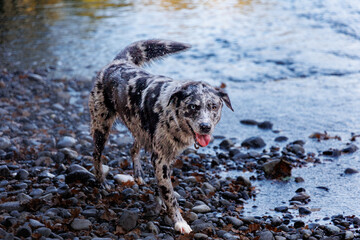 Dog wet after swimming in river