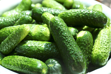 Many fresh ripe cucumbers in bowl, closeup