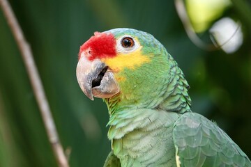 Obraz premium Portrait of beautiful Red-lored Amazon Parrot in Mexico on green blurry background. High quality photo