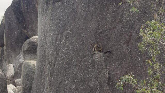 a zoom in on a mareeba rock-wallaby on a ledge of a cliff at granite gorge near mareeba of queensland, australia