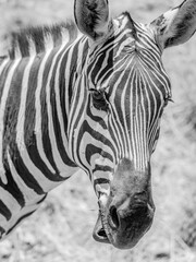 Fototapeta na wymiar The Smiling Zebra