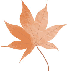 Watercolor maple leaf illustration