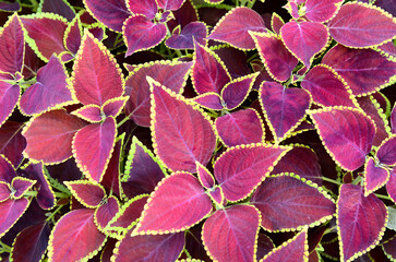 Floral carpet of red and green leaves of the coleus.