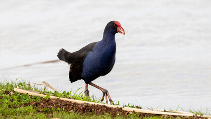 Marsh hen (porphyrio porphyrio) at the edge of a small lake, Mildura region, Australia