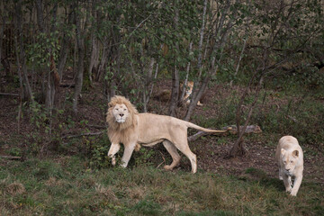 White lion and lioness in nature park (Panthera leo krugeri)