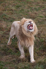 White lion roaring (Panthera leo krugeri)
