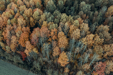 Aerial view of the colorful autumn forest