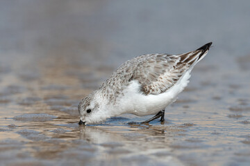 Sanderling, Calidris alba, adult non breeding winter plumage 