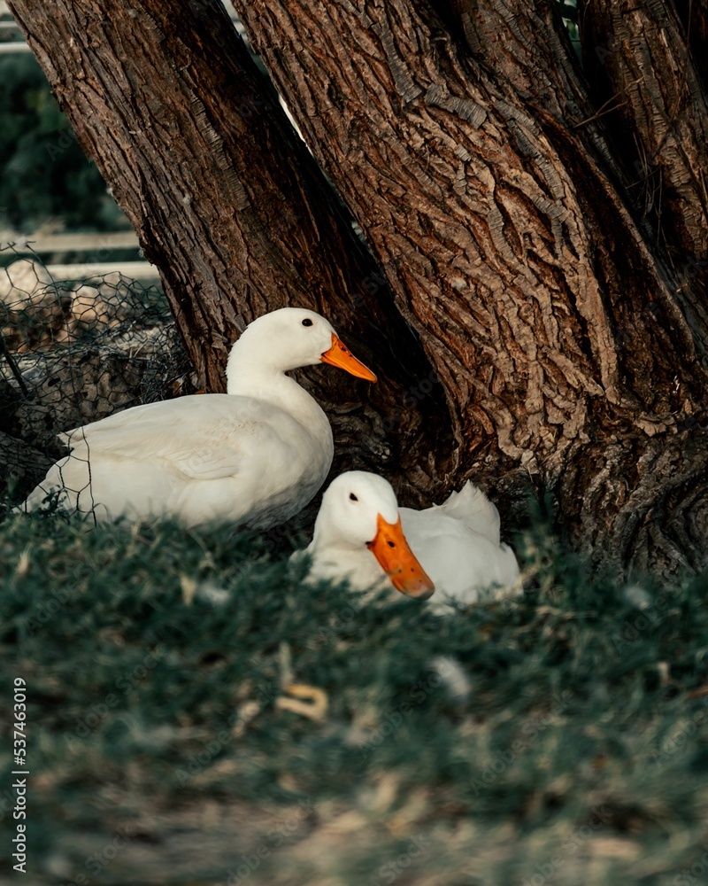 Wall mural vertical shot of the two ducks relaxing under the tree