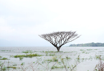 Tree in flood water, Nature disaster
