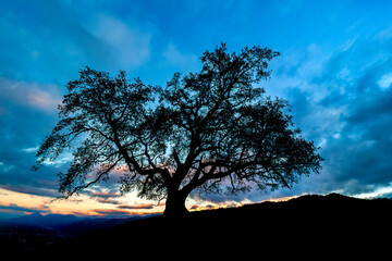 Pressembois France 11/2021 Magnifique photo en contrejour du grand chêne de Venon. Cet arbre vieux...