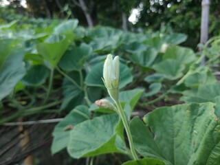 Bottle gourd flowers and young leaves in vegetable garden.