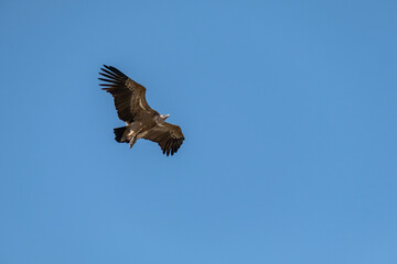Griffon Vulture (Gyps fulvus) in flight in Monfrague National Park, Extremadura, Spain.