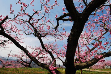 blossom tree against blue sky