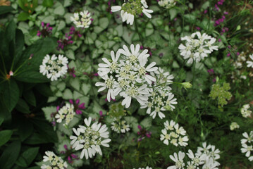 white flowers in the garden