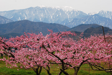 cherry blossoms in full bloom and mountain views