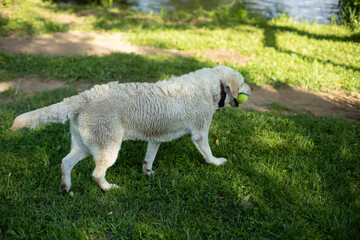 White Labrador in summer. Pet on walk. Animal on hot day. White coat.