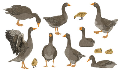 Greylag goose set. The gray domestic goose stands, looks for food, takes off and swims. Geese and goslings. Farm Birds, Realistic Vector Animal © AnnstasAg