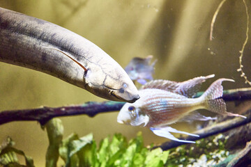 The American scalefish, or lepidosiren Lepidosiren paradoxa is a lungfish, the only species of the genus scalefish and the family scalefish among aquatic vegetation
