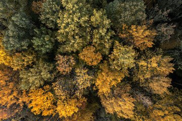 Aerial view of the colorful autumn forest