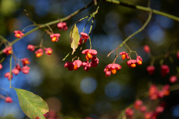 A bush with small pink flowers with orange center. Selective focus
