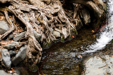 tree roots on the background of the stream