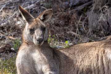 Fototapeta premium Portrait of a kangaroo at the edge of a forest near Jervis bay, Australia