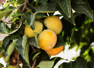 yellow persimmon on a branch in the garden, harvest ripens