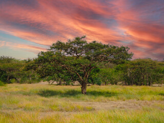 Obraz premium beautiful tree in the sunset sri lanka.