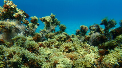 Naklejka na ściany i meble Brown algae Ericaria amentacea undersea, Aegean Sea, Greece, Halkidiki