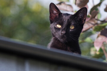 Czarny kot na dachu garażu, jesienne drzewa w tle.