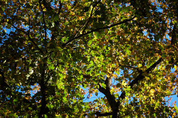 Fototapeta na wymiar Vview on geen and yellowish leaves on the tree, autumn. Selective focus