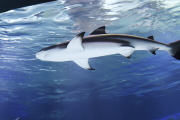 수족관 해양생물 상어 근접촬영