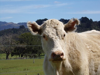 Fototapeta na wymiar White cow in the pasture