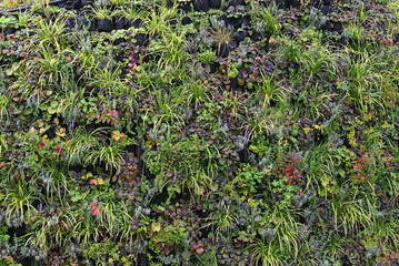 Fototapeta premium Green wall, eco friendly vertical garden on building.