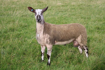 Single blue faced Leicester sheep with ear tags in a field  - 537470626