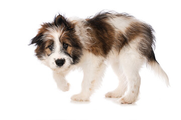 Elo puppy isolated on white background