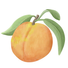 Peach with leaves illustration on a transparent background