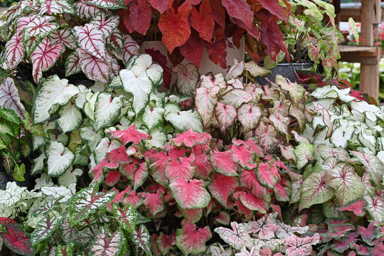 Variety of Caladium plants with beautiful heart shape leaves.