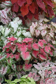 Variety of Caladium plants with beautiful heart shape leaves.
