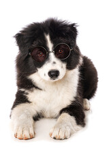 Elo puppy isolated with glasses on white background