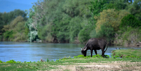 Wasserbüffel (Bubalus arnee) am Kerkini-See, Griechenland // Water buffalos at Lake Kerkini, Greece