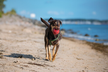 Labrador apportiert Ball am Strand