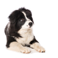Elo puppy isolated on white background