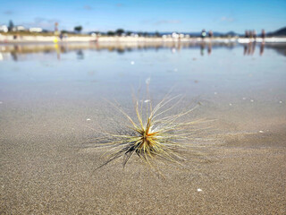 Spinifex seedhead on Whangamata beach,  New Zealand.