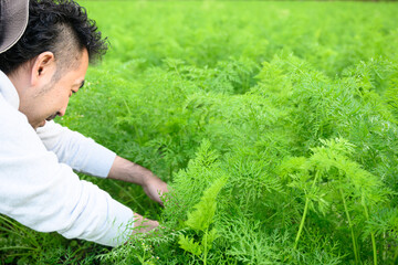 A man farming in a carrot field