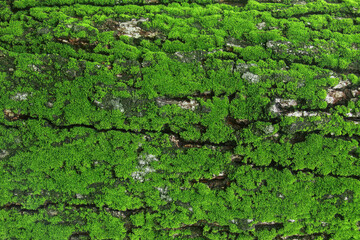 old wet cracked wood is covered by green moss